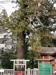 大杉神社(茨城県)