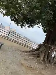 植田八幡神社の自然