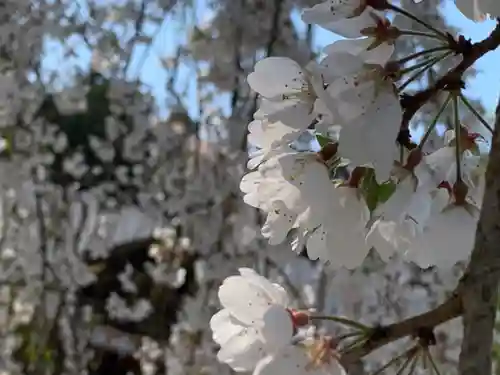 足羽神社の自然