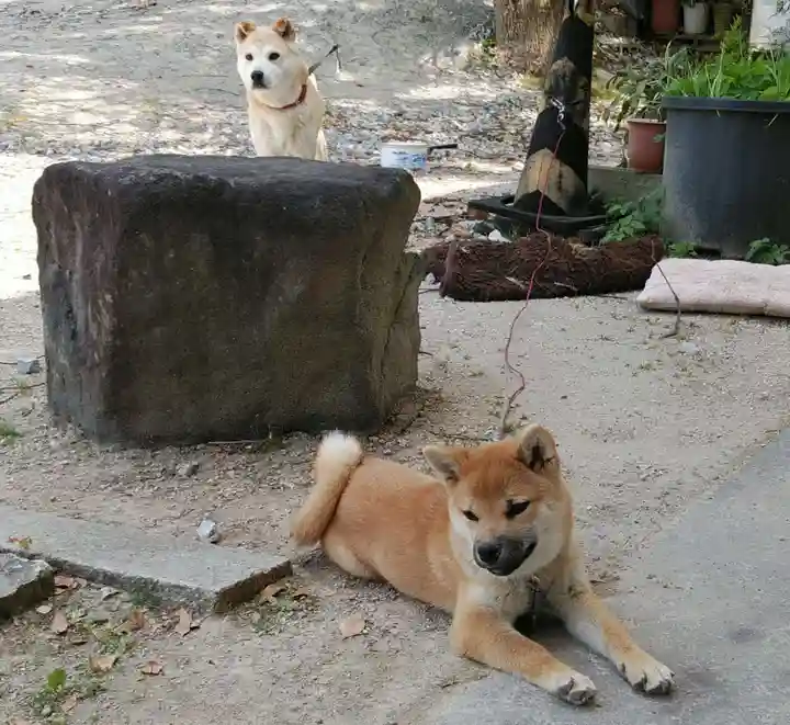 船川八幡宮の動物