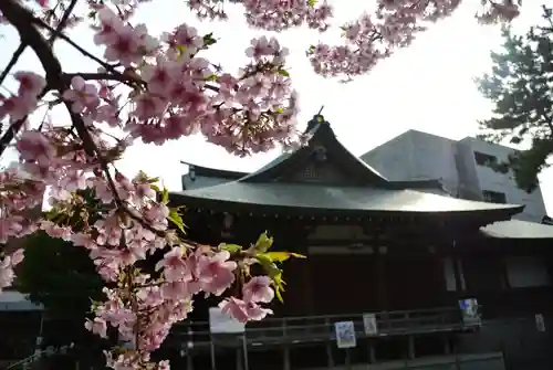 鳩森八幡神社の自然
