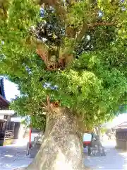 粟嶋神社の自然