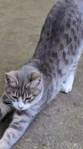 玉野御嶽神社の動物
