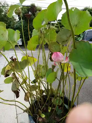 日蓮宗龍口山本龍寺の自然