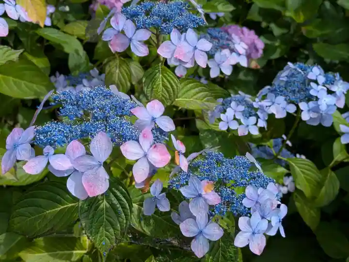 本土寺(千葉県)