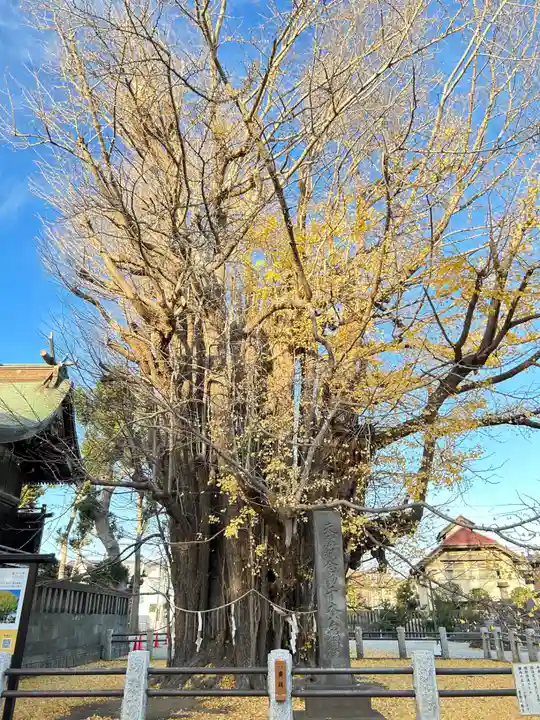 葛飾八幡宮(千葉県)