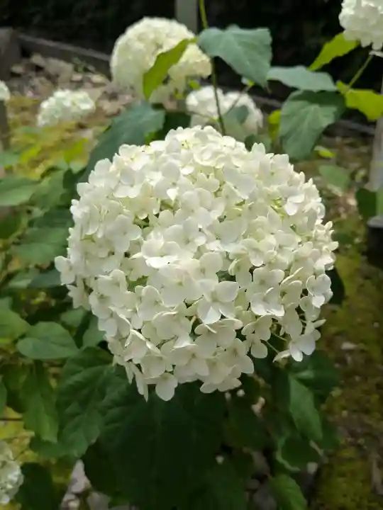 木華佐久耶比咩神社(岡山県)