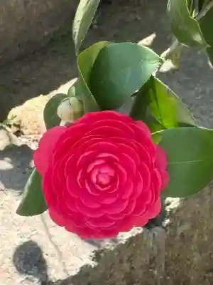 安國論寺（安国論寺）の{uncategorized: "未分類", other: "その他", undefined: "問題あり", building: "その他建物", grave: "お墓", sacred_gate: "鳥居", guardian: "狛犬", statue: "像", buddha: "仏像", history: "歴史", nature: "自然", garden: "庭園", animal: "動物", pagoda: "塔", temizu: "手水舎", mountain_gate: "山門・神門", sanctuary: "本殿・本堂", subordinate: "末社・摂社", art: "芸術", scenery: "景色", jizo: "地蔵", ema: "絵馬", goshuin: "御朱印", omikuji: "おみくじ", items: "授与品その他", amulet: "お守り", goshuincho: "御朱印帳", eats: "食事", festival: "お祭り", votive_dance: "神楽", shichigosan: "七五三参", wedding: "結婚式", experience: "体験その他", initially: "初詣", around: "周辺", anti_infection: "感染症対策"}