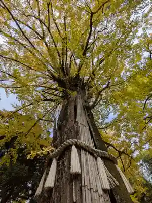 赤坂氷川神社(東京都)