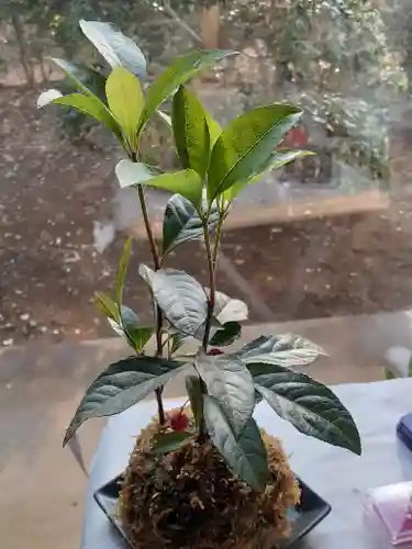 伏木香取神社の自然