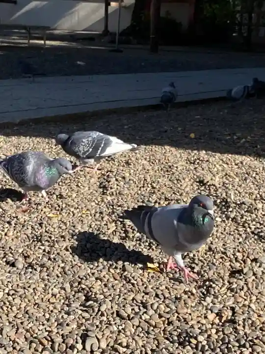 富岡八幡宮(東京都)
