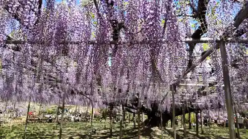 足利織姫神社の周辺
