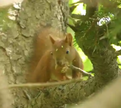 留辺蘂神社の動物