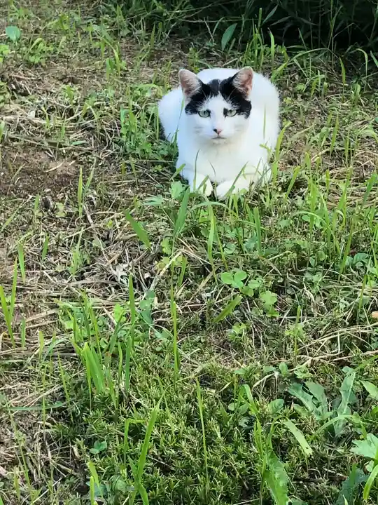 巖鬼山神社の動物