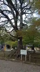 常磐神社の自然