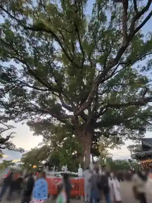 百舌鳥八幡宮(大阪府)
