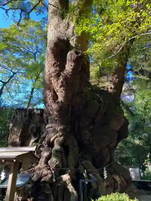 來宮神社(静岡県)