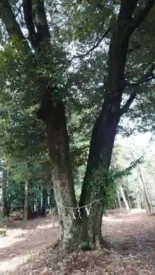 近津神社(栃木県)