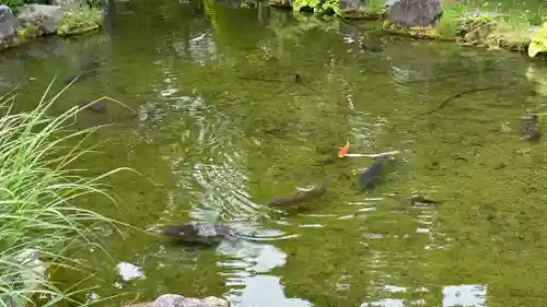 北海道護國神社の動物