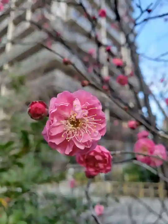 成子天神社(東京都)