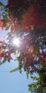 大鏑神社の自然(2020年05月14日(木) 10時04分23秒投稿)