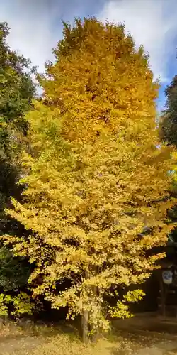鷲神社(東京都)