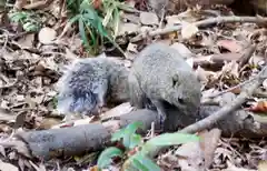 円覚寺の動物