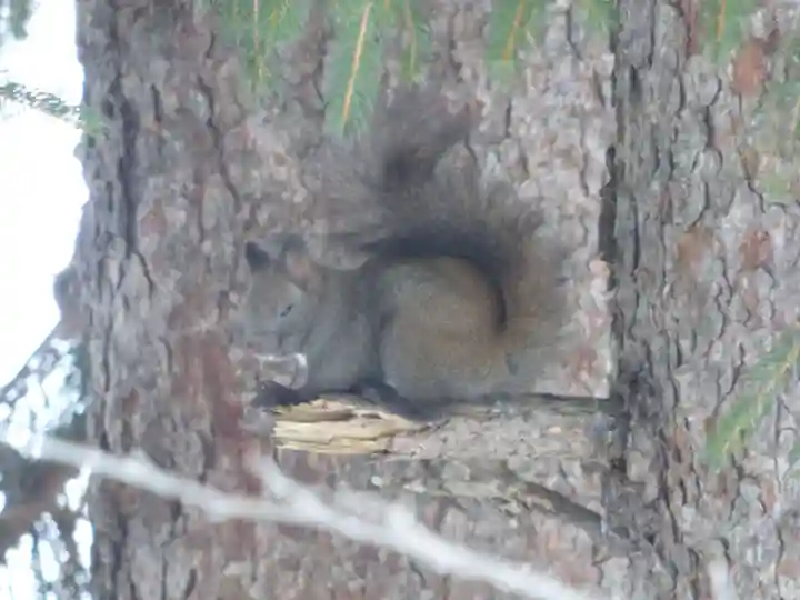 留辺蘂神社の動物
