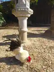 日吉神社の動物