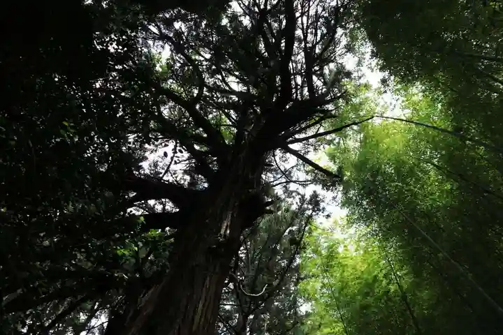 日枝神社の自然
