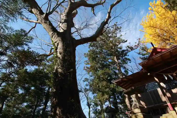 東館稲荷神社の自然
