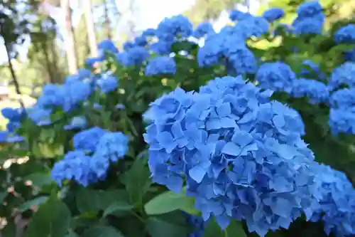 三室戸寺の庭園