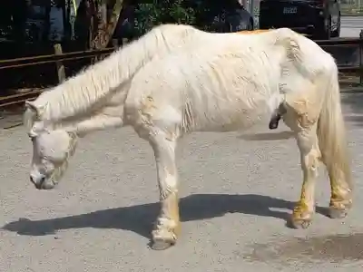 丹生川上神社（下社）(奈良県)