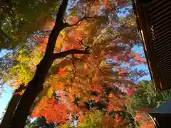 普門寺(切り絵御朱印発祥の寺)の自然