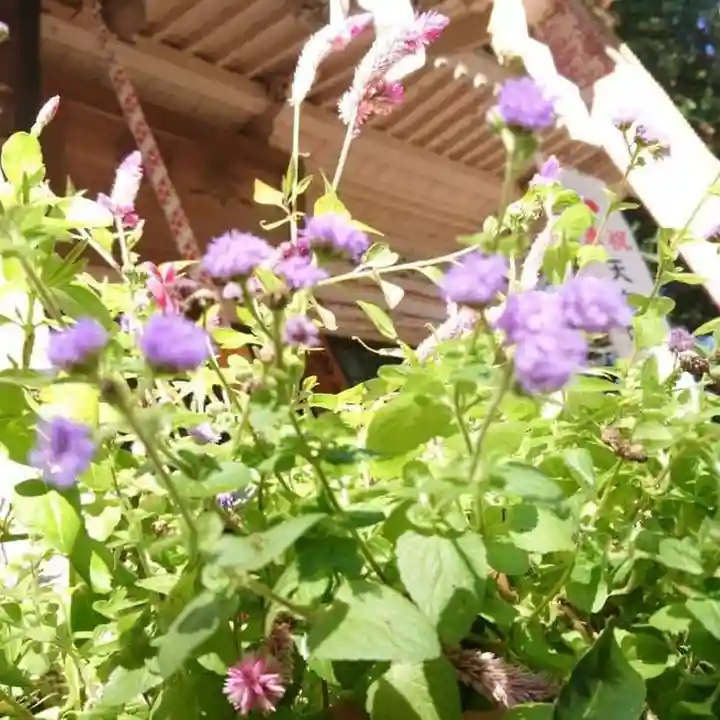 千代ケ岡八幡宮の自然