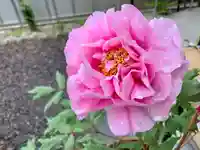 滑川神社 - 仕事と子どもの守り神の自然