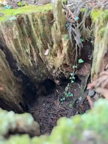 鹿島大神宮の御朱印