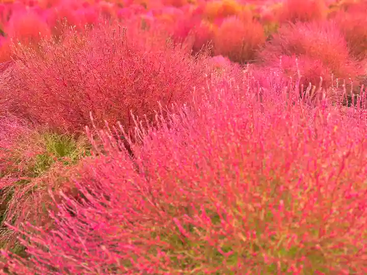 遠照寺(山梨県)