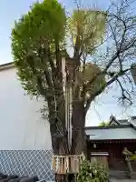 櫛田神社の自然