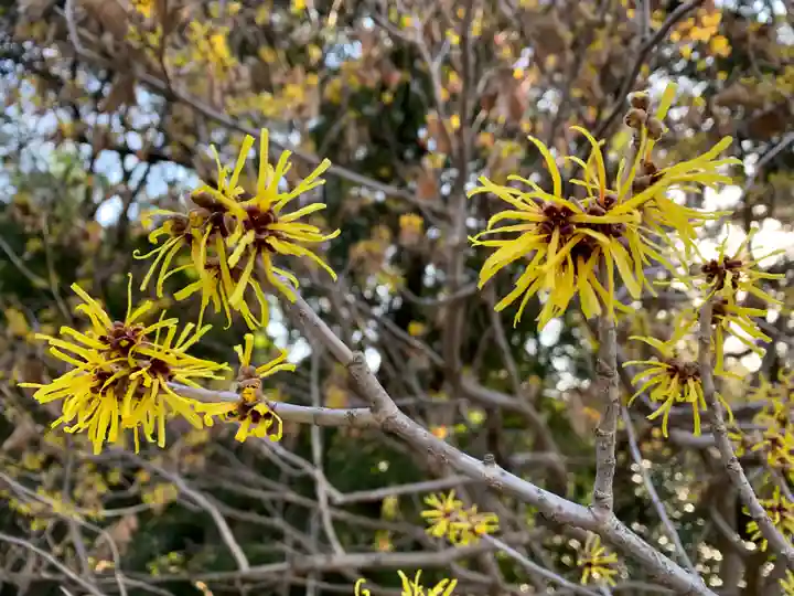 普門寺(切り絵御朱印発祥の寺)の自然