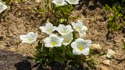 東林院(京都府)