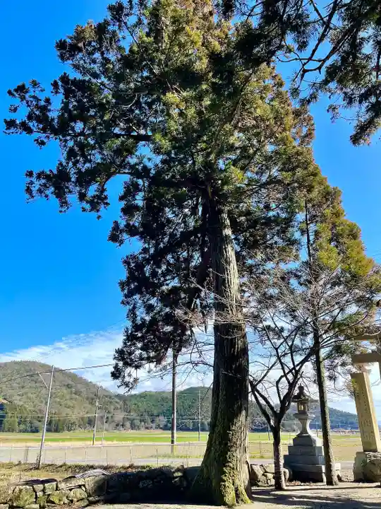 若宮神社(滋賀県)