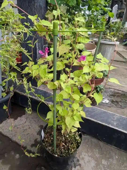 谷中 妙福寺(東京都)