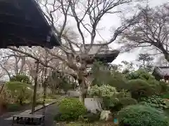 大山寺の自然