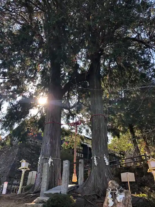武雄神社の自然