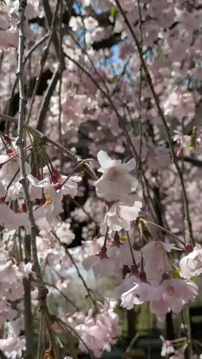 平野神社(京都府)