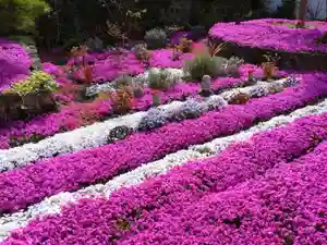 寿量山 速成寺の自然(2022年04月17日(日) 09時59分17秒投稿)