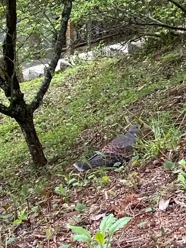 吉備津彦神社の動物