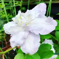 豊景神社の自然