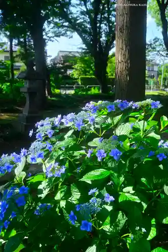 指扇氷川神社(埼玉県)